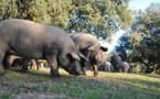 El sector cárnico español, expectante ante el fin de la castración del cerdo ibérico