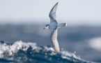 Las aves marinas son atraídas por el olor del plástico en descomposición