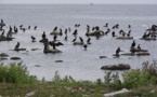 Las aves marinas retrasan el calentamiento del Ártico