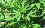 Israel comercializará el primer inhalador de cannabis terapéutico