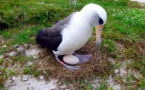 Un albatros, el ave marina más longeva capaz de reproducirse