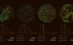 Un mapa descubre las zonas arboladas de las principales ciudades del mundo