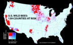 El declive de las abejas silvestres amenaza a la producción agrícola USA