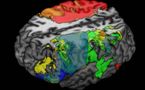 Crean el mapa cerebral más completo de la inteligencia humana