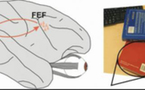 La atención activa un “coro de neuronas” en nuestro cerebro