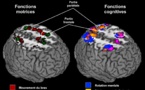 Pensar y actuar es lo mismo para el cerebro