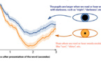 Las pupilas también son sensibles a las palabras