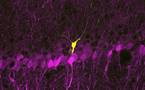 Las neuronas compiten entre sí para traernos los recuerdos