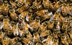 Las abejas conciben el cero como un número