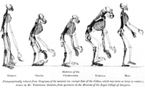 La explicación darwinista de la moral y la ética queda incompleta