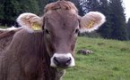 Crean una vacuna contra la tristeza de las vacas