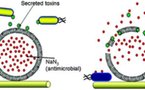 Crean un vendaje inteligente que ataca a las bacterias patógenas de las heridas