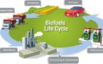 Importante avance en el desarrollo de biogasolina