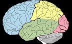 Un estudio vincula la religiosidad con el lóbulo temporal derecho del cerebro