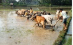 La agricultura ecológica no es la panacea