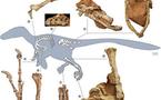 El dinosaurio “dragón robusto” aterrorizó a la Europa del Cretácico Superior