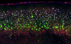 La formación de neuronas depende de un impulso eléctrico