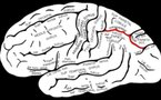 La estimulación eléctrica del cerebro mejora las capacidades matemáticas 