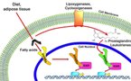 Descubren un “interruptor” molecular que propicia el envejecimiento de las células