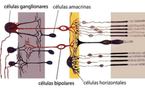 Las neuronas predicen y corrigen la información visual  antes de que veamos