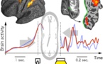 El tiempo cambia dentro de nuestro cerebro