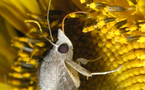 Los ojos de los insectos ayudan a mejorar las células fotovoltaicas