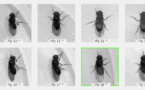 Replican en un ordenador el sistema visual de una mosca