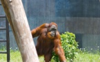 Los orangutanes pueden hablar del pasado