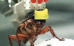 Ingenieros japoneses crean la primera cucaracha cyborg