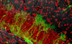 La agresión genera nuevas neuronas en el cerebro