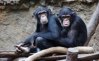 El altruismo humano surge a los 18 meses y es compartido por los chimpancés