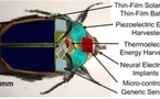 Crean insectos cyborg para la exploración de zonas peligrosas