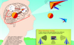 Los ritmos cerebrales organizan nuestra percepción visual