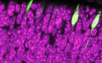 Descubren el nacimiento de la visión, desde la retina hasta el cerebro