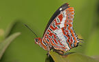 El vuelo de las mariposas inspira el diseño de micro-vehículos aéreos 