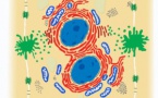 Identificados los genes responsables de la regeneración del hígado