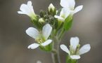 Cambia el paradigma del reloj circadiano en plantas 