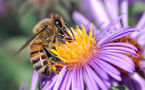 Pesticidas comunes provocan la desaparición masiva de abejas