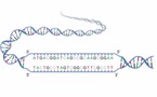 Describen por primera vez la estructura del ADN de triple cadena en el vacío