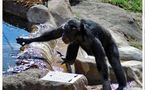 Científicos descubren a un chimpancé que elabora "planes secretos"  