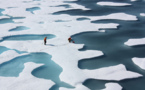 Descubren masivas floraciones de fitoplancton bajo el hielo Ártico