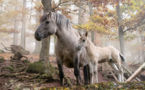 Una investigación desvela el misterio de la domesticación de los caballos