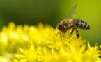 Desarrollan un robot volador autónomo que tendrá cerebro de abeja