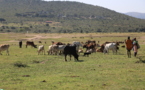 Los masáis aplican a sus animales enfermos tratamientos científicamente comprobados