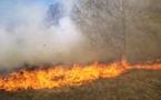 La repoblación rural ayudará a prevenir los incendios forestales