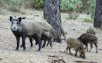 Secuencian el genoma del cerdo y trazan el mapa de su evolución histórica