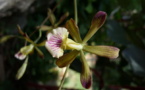 Investigadores de la Universidad de Vigo encuentran dos nuevas especies de orquídeas