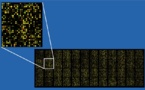 Diseñan un chip de ADN que detecta el trastorno por déficit de atención