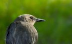 El lenguaje pudo evolucionar a partir del canto de los pájaros