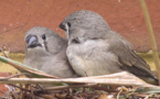 Los pájaros ‘sueñan que cantan’